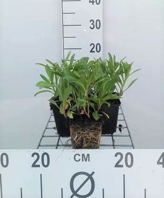 Leucanthemum (s) 