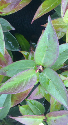 Leucanthemum  vulgare 'Maikönigin'