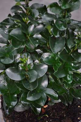 Ligustrum japonicum 'Rotundifolium'