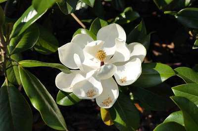 Magnolia  grandiflora 'Galissonniere'