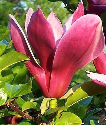 Magnolia  liliiflora 'Nigra'