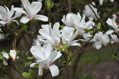 Magnolia  soulangeana