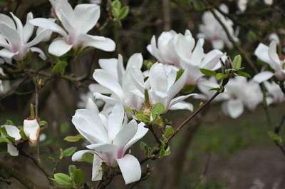 Magnolia  soulangeana 'Alba Superba'