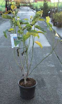 Magnolia hybr. 