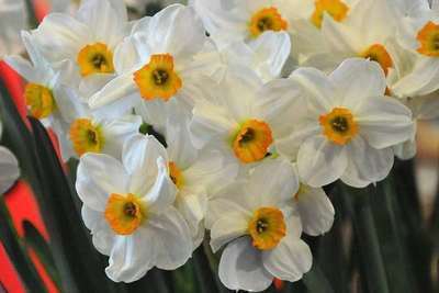 Narcissus  poetaz 'Geranium'