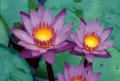 Nymphaea ' King of The Blues'