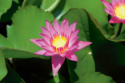NYMPHAEA 'TROPICAL PINK'
