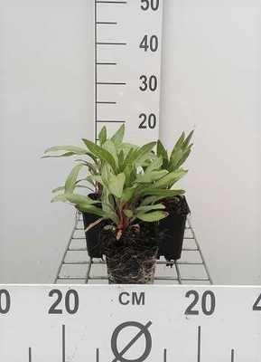 Oenothera macrocarpa (=missouriensis)