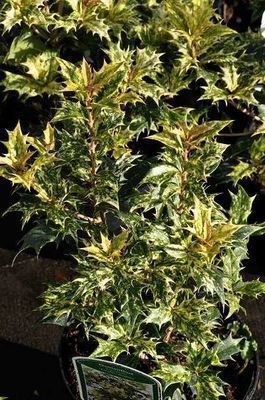Osmanthus  heterophyllus 'Goshiki'