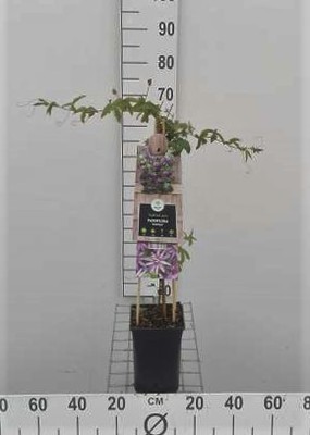 Passiflora hybr. 