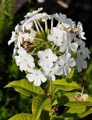 Phlox  paniculata 'White Admiral'