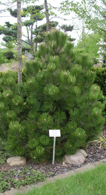 Pinus  heldreichii 'Compact Gem'