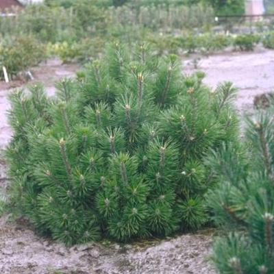 Pinus  mugo 'Gnom'