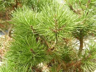 Pinus  mugo  'Mugo'