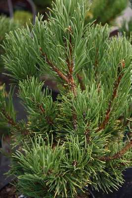 Pinus  mugo  'Winter Gold'
