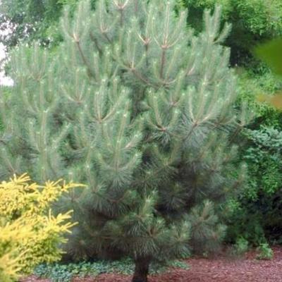 Pinus nigra 'Nigra'