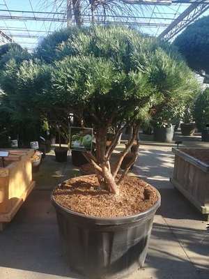 Pinus sylvestris  'Watereri'