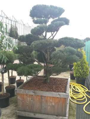 Pinus sylvestris  'Watereri'