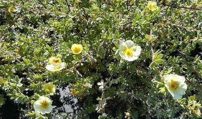 Potentilla fruticosa  'Primrose Beauty'