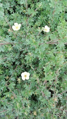 Potentilla fruticosa  'Primrose Beauty'
