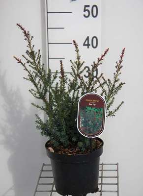Podocarpus lawrencei 