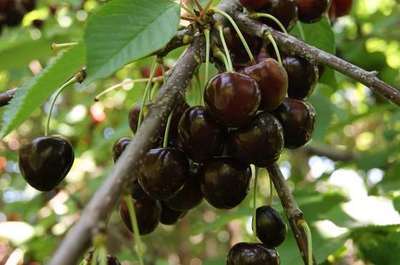 Prunus avium 'Bigarreau 'noir'