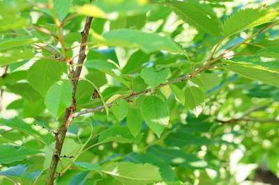 Prunus avium 'Plena'