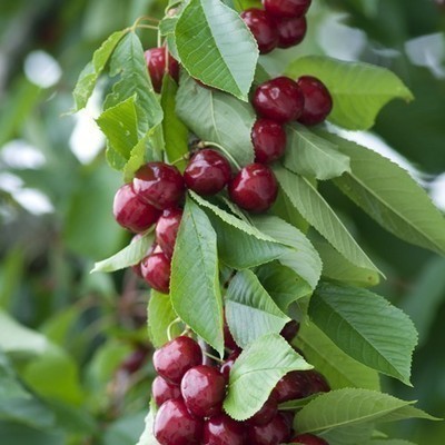 Prunus avium 'Sylvia'