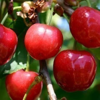Prunus  cerasus 'Anglaise Hative'