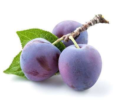 Prunus domestica 'Altesse Simple'