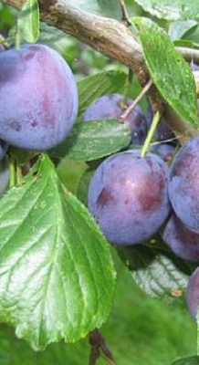 Prunus domestica 'Blue de Belgique'