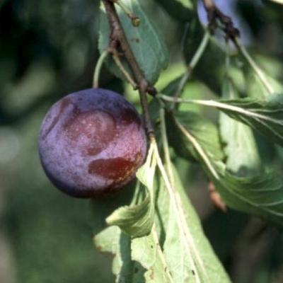 Prunus domestica 'Monsieur Hatif'