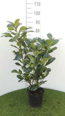 Prunus  laurocerasus 'Etna'®