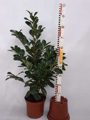 Prunus  laurocerasus 'Rotundifolia'
