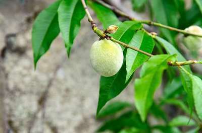 Prunus persica 'Amsden'