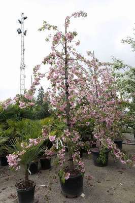 Prunus serr. 