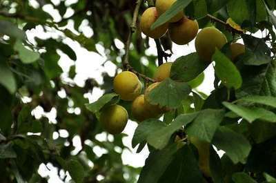 Prunus domestica 'Reine Claude d'oullins'