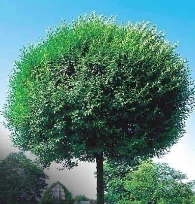 Prunus eminensis 'Umbraculifera'