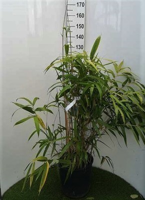 Pseudosasa japonica (=bambusa metake)