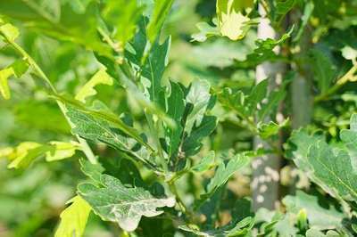 Quercus robur 'Fastigiata Koster'