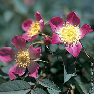 Rosa glauca (= rubrifolia)
