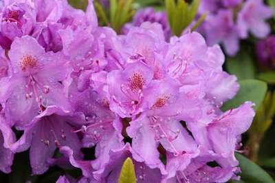 Rhododendron (t) 'Catawbiense Grandiflorum'
