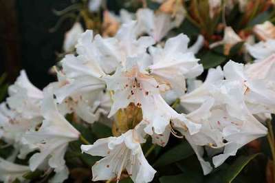 Rhododendron (t) 'Cunningham's White'