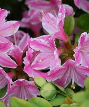 Rhododendron (y) 'Dusty Miller'