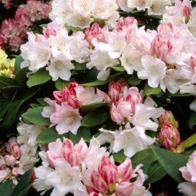 Rhododendron (y) 'Dreamland'