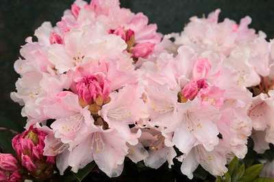 Rhododendron (y) 'Dreamland'