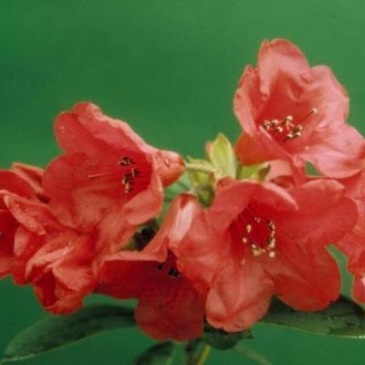 Rhododendron 'Elizabeth'