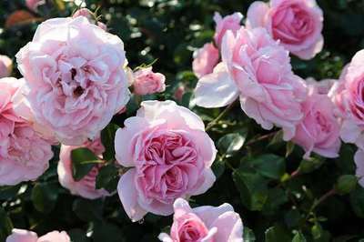 Rosa 'Home And Garden'®