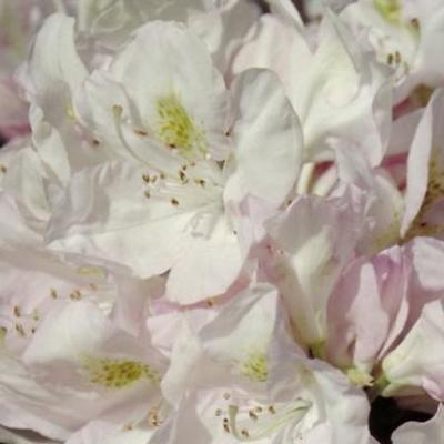 Rhododendron (t) 'Gomer Waterer'