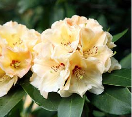 Rhododendron (t) 'Horizon Monarch'